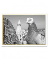 Animal Sights